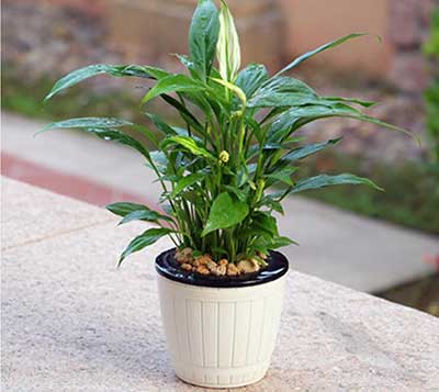 9001cc��ɳ�Գ�Ϊ��(�й�����)-�ٷ���վ