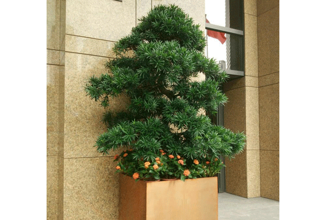 �ù�ֲ������