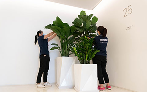 9001cc��ɳ�Գ�Ϊ�����ʺϰڷŰ칫�ҵ���ɫֲ��