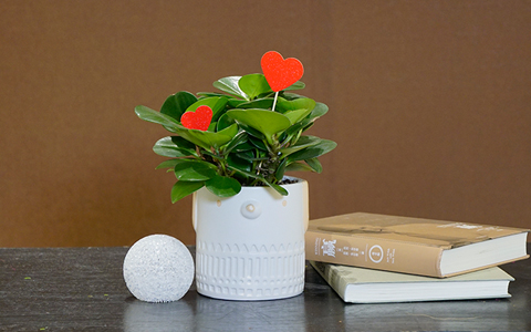 �������������뻨԰�����л���ϵ�����������������Ҹ�ָ�����!