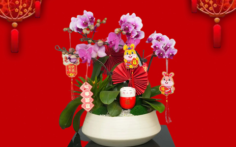 年花朵朵开 | 9001cc金沙以诚为本新春年桔和年花开启预定