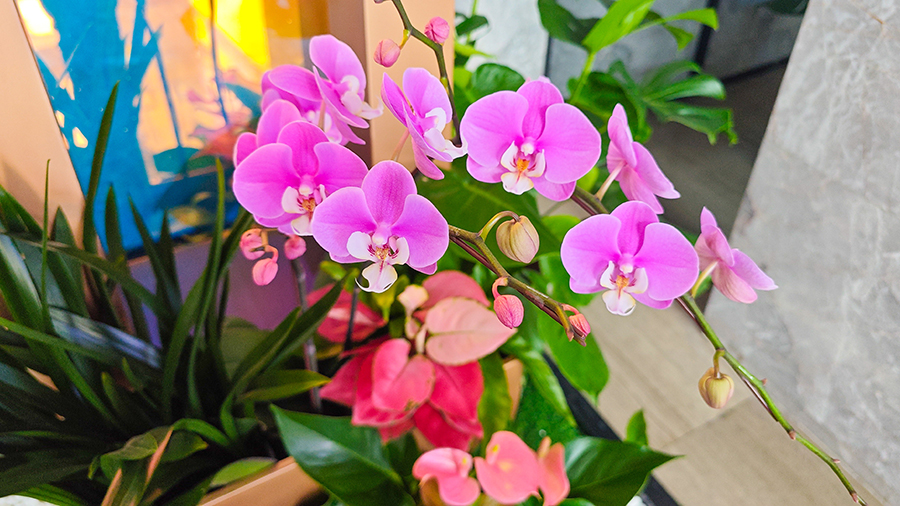 �����󶼻�����̻������龰